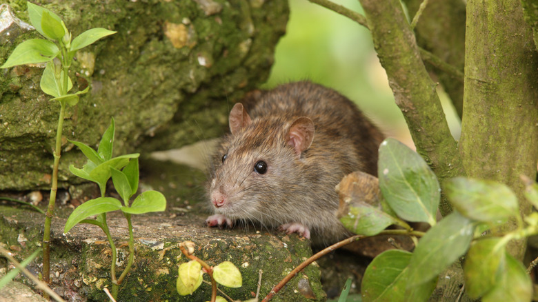 Brown rat in yard