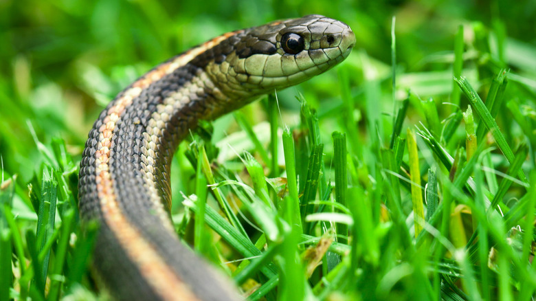 snake in grassy lawn