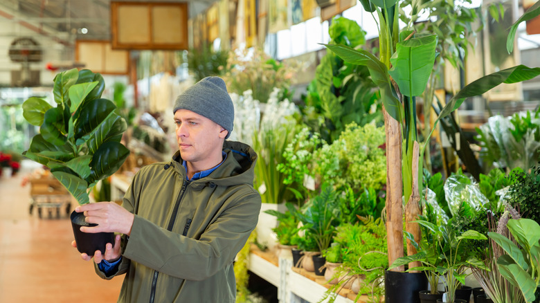 Person shopping for faux greenery