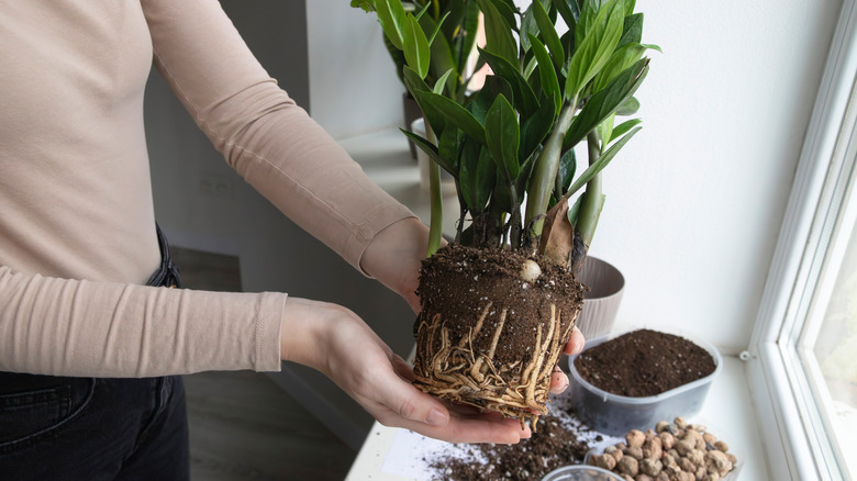Woman holding a ZZ plant during the re-potting process