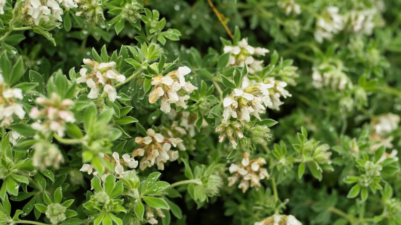 A cluster of hairy canary clover plants show off white blossoms.