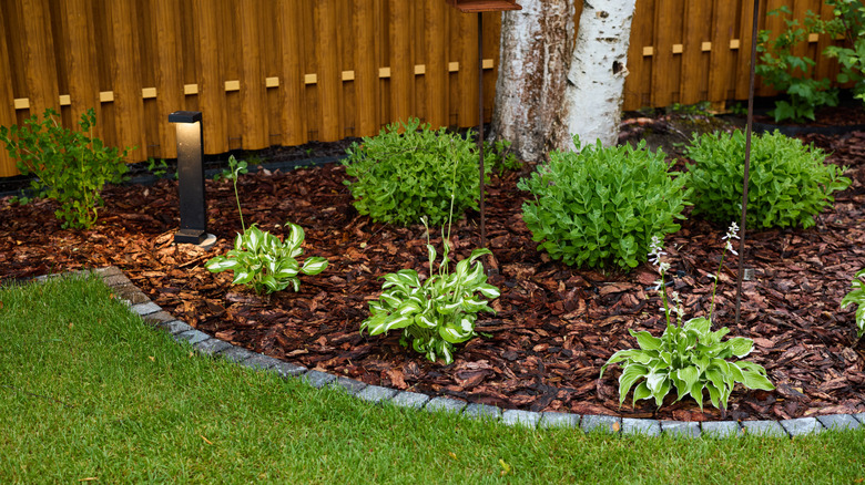 Plants surrounding tree with dark mulch and stone pavers surrounding