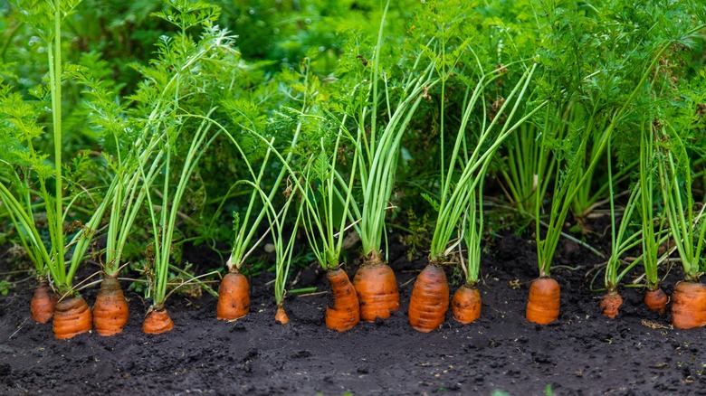 carrots growing