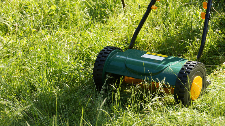 A reel lawn mower cutting through tall grass.
