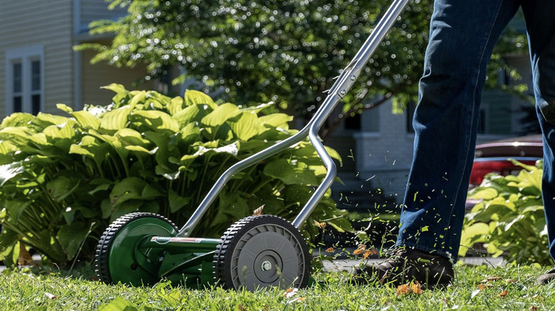 A person using a reel mower on short grass by plants.