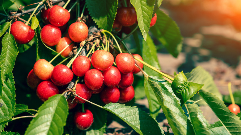 A cluster of sweet cherries hanging from a tree during sunset.