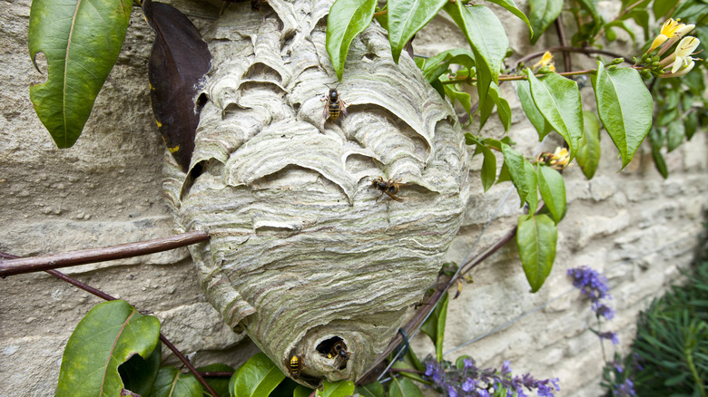 wasp nest