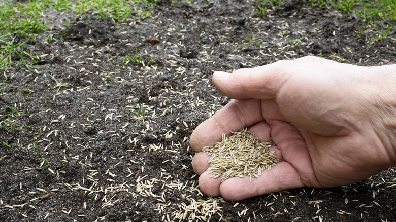 Hand planting grass seeds on an upturned patch of soil