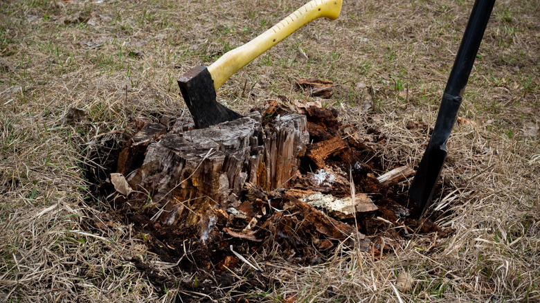 A hatchet stuck in a stump in the process of being removed