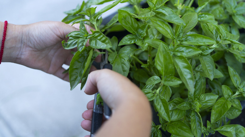 A closeup of someone pruning leaves off of their basil plant with shears.