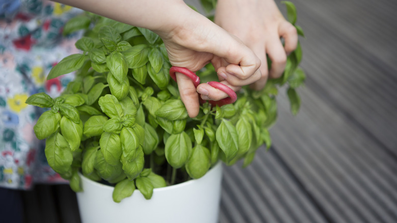 Someone harvesting leaves from their basil plant with a pair of scissors.