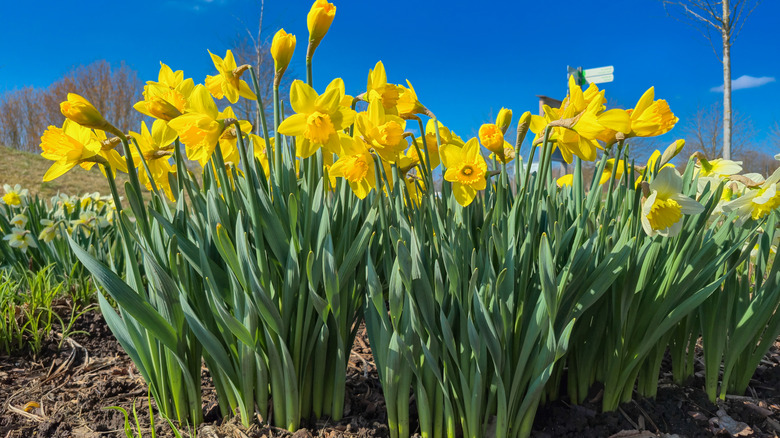 Gorgeous yellow daffodils bloom in a spring garden under a bright blue sky.
