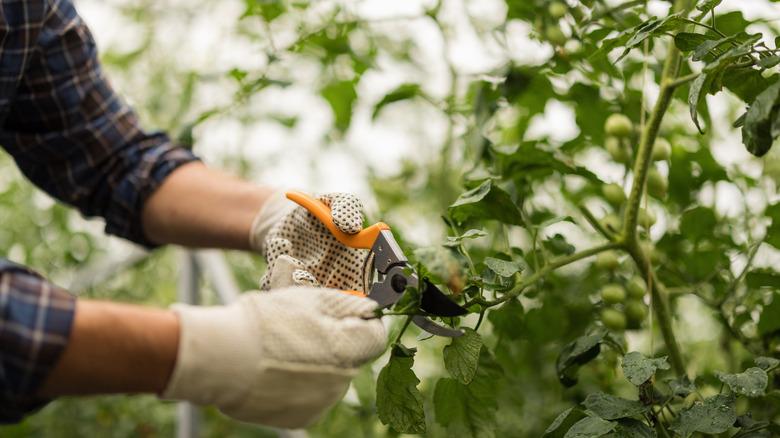 A person pruning tomato plant