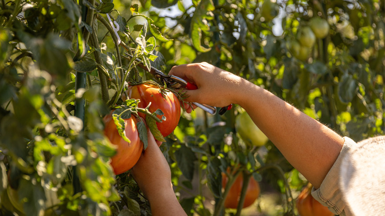 A person cutting a tomato plant