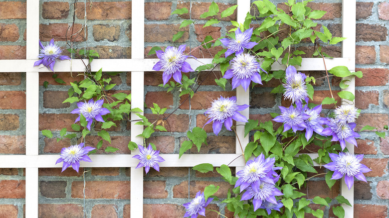 Purple flowers growing on a white trellis against a brick wall