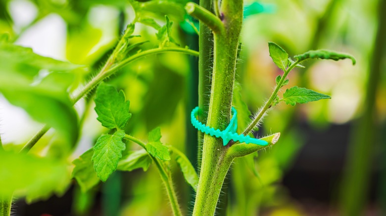 A tomatoe plant ziptied directly to a trellis