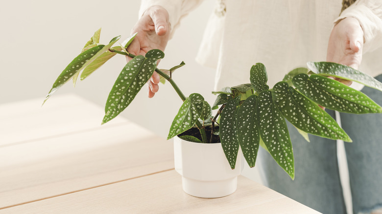 Woman holding begonia houseplant indoors