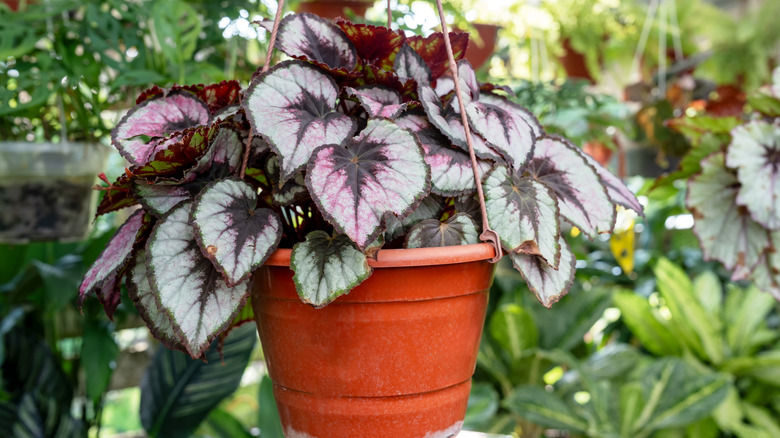 Painted-leaf begonias in a hanging basket