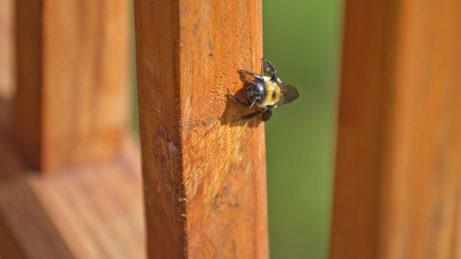 The Right Wood Choice Can Keep Carpenter Bees Away From Your Home