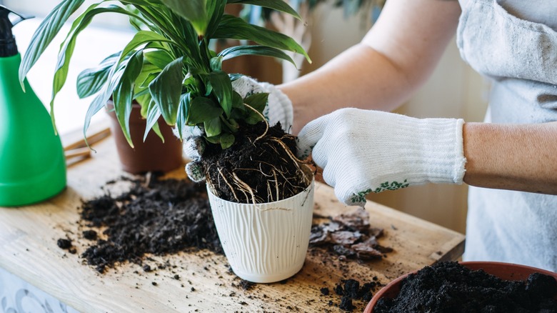 repotting a houseplant