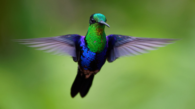 hummingbird in flight