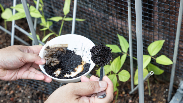 scooping coffee grounds into garden