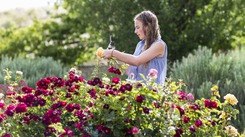 Someone tending to their roses