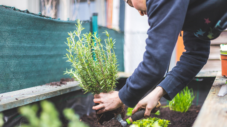 Woman planting a rosemary plant in a garden
