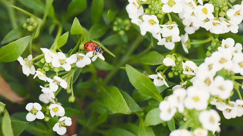 A ladybug on an alyssum plant