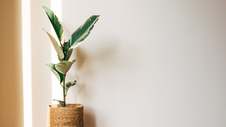 'Tineke' rubber plant with its variegated leaves against white background