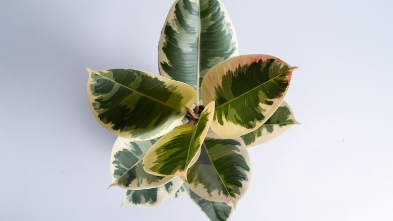 top view of a 'Tineke' rubber plant