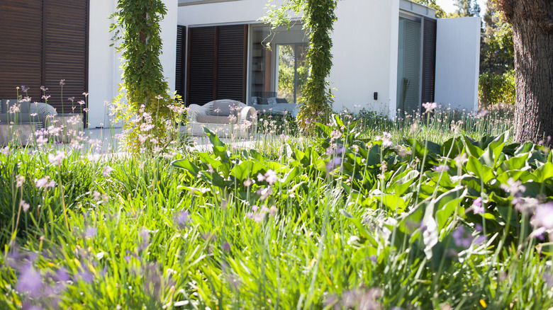 weeds in lawn