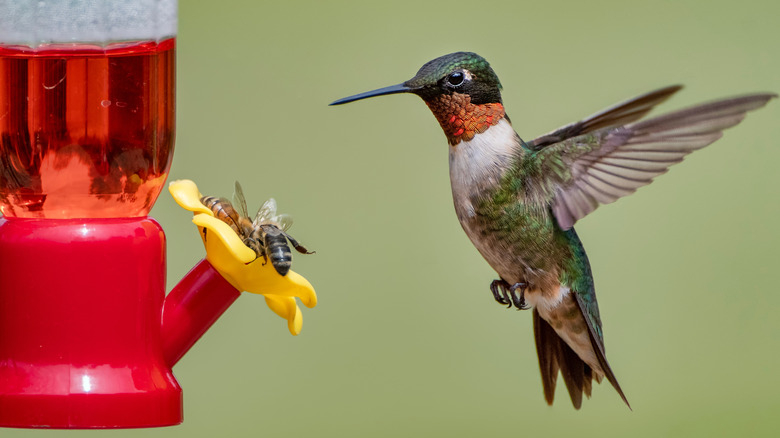 Hummingbird hovering over a feeder with bees