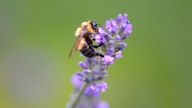 bee on a purple flower