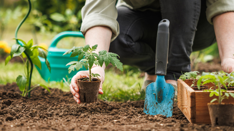 Gardener planting seedling of tomato plant in biodegradable peat pot into soil at vegetable garden.