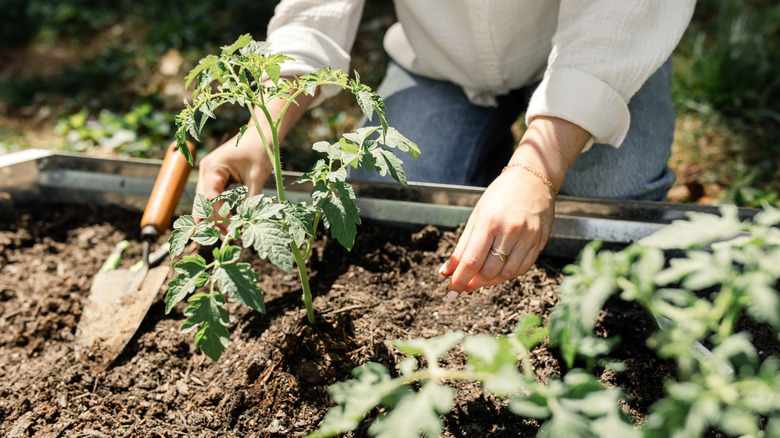 Gardener plants tomatoes in a sunny garden bed