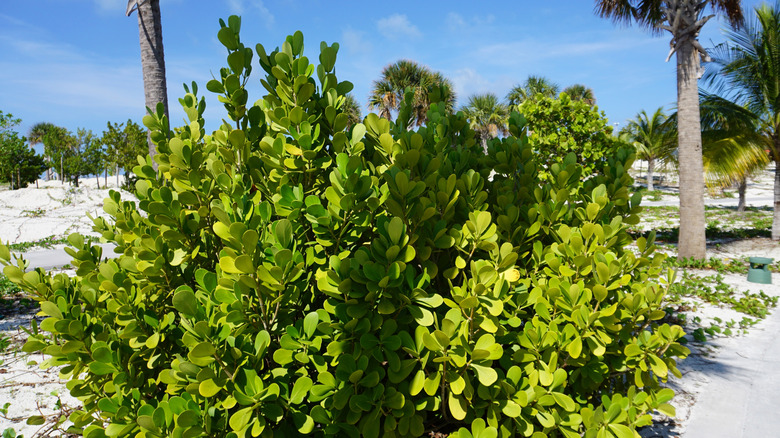 Chrysobalanus icaco growing in coastal area