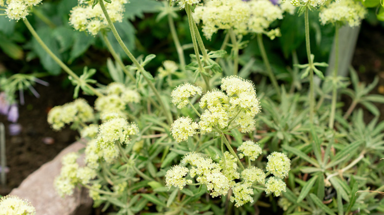 The flowers and leaves of parsnip-flower buckwheat growing in the garden.