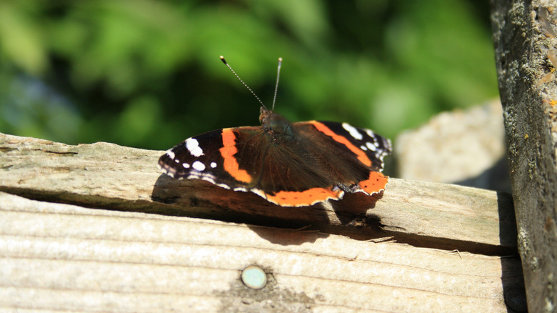 A red admiral butterfly with wings outstretched sits on a worn wooden fence post.
