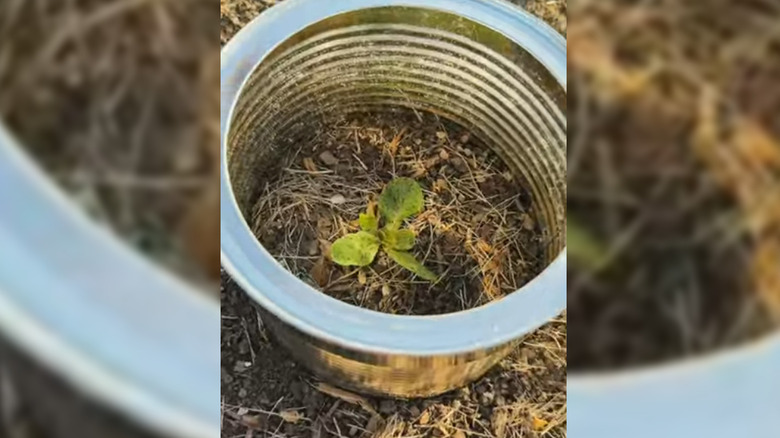 A closeup of a tin can used as a plant protector