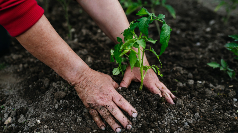 Hands planting a tomato plant seedling in the garden