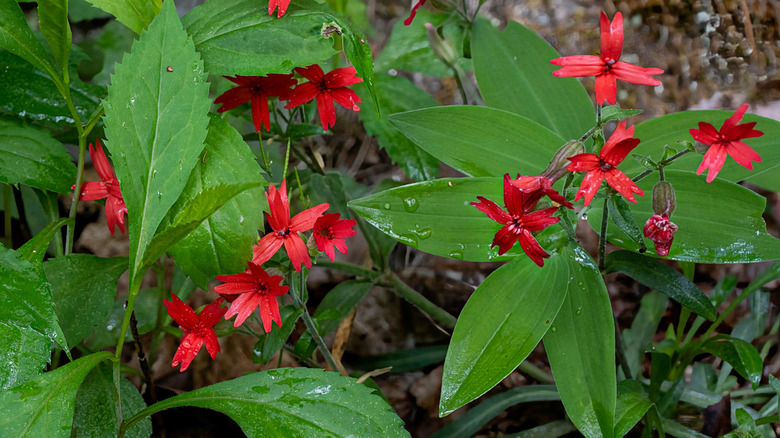 Royal catchfly plants with red flowers growing in a garden.