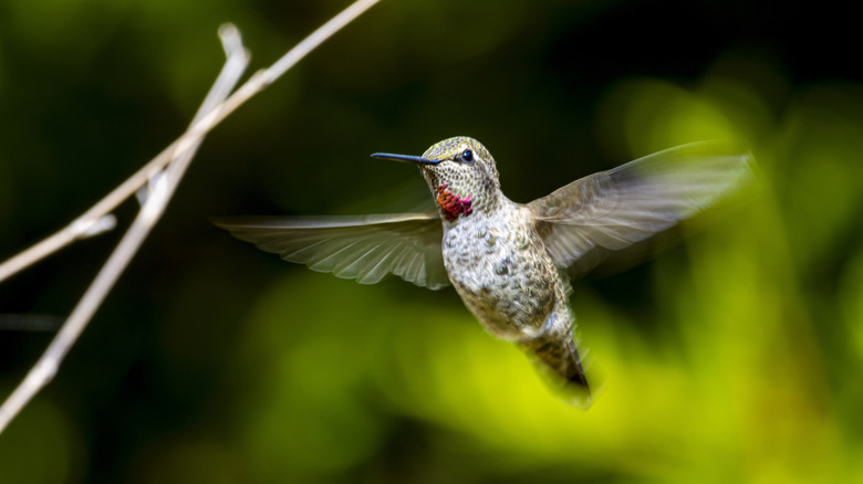 A ruby-throated hummingbird flies in a garden.