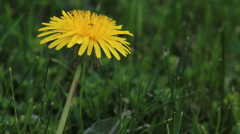 A single yellow dandelion growing in a lawn