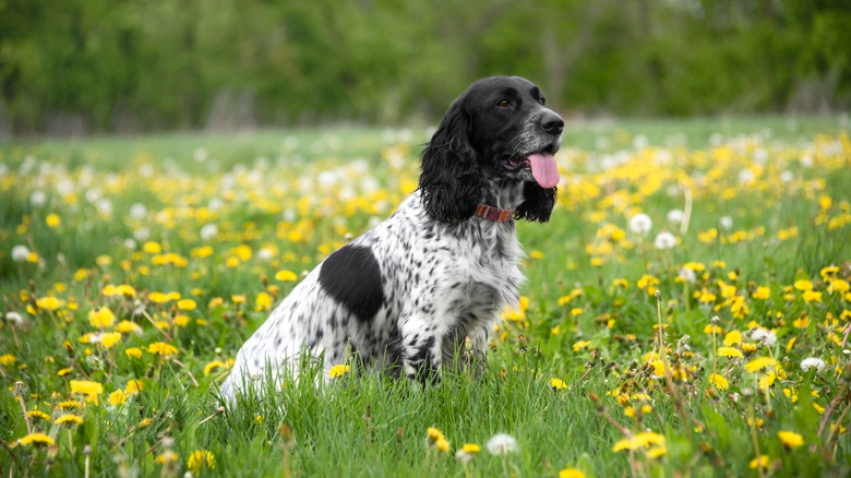 A dog sitting among a field of dandelions