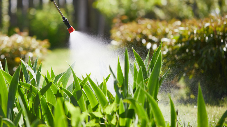 Green garden being watered with a hose sprayer