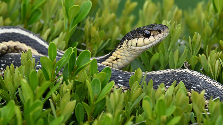Black and white striped snake nestled in garden greenery,