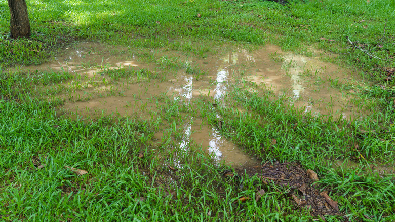 standing water in a flooded backyard