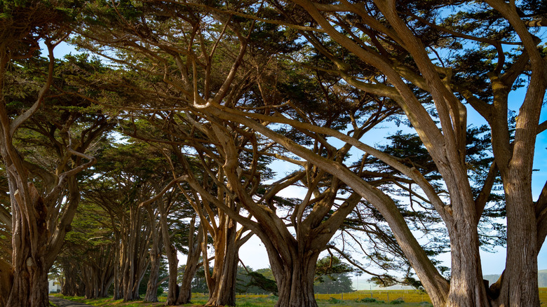 a walkway through Monterey Cypress tree tunnel.