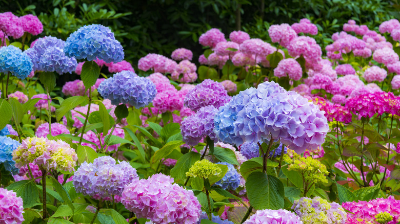 multiple colors of Hydrangea macrophylla